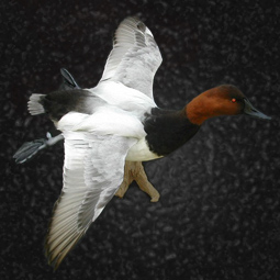 Bird taxidermy mount 2 by Blake Wilson