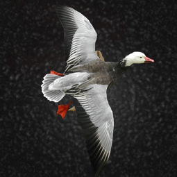 Bird taxidermy mount 3 by Blake Wilson
