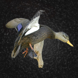 Bird taxidermy mount by Blake Wilson