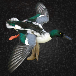 Bird taxidermy mount by Blake Wilson