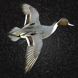 Bird taxidermy mount 6 by Blake Wilson