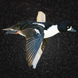 Bird taxidermy mount by Blake Wilson