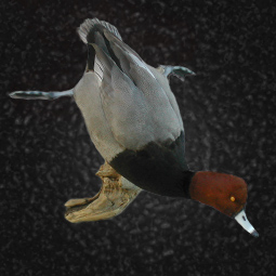 Bird taxidermy mount 8 by Blake Wilson