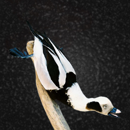 Bird taxidermy mount by Blake Wilson