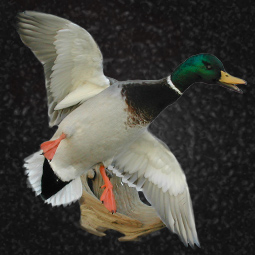 Bird taxidermy mount by Blake Wilson