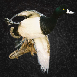 Bird taxidermy mount by Blake Wilson