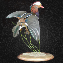 Bird taxidermy mount by Blake Wilson