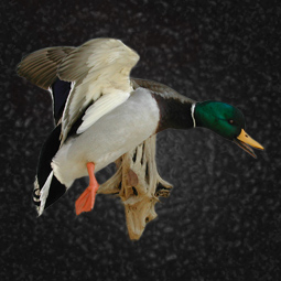 Bird taxidermy mount 14 by Blake Wilson