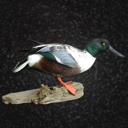 Bird taxidermy mount 15 by Blake Wilson