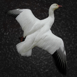 Bird taxidermy mount 16 by Blake Wilson
