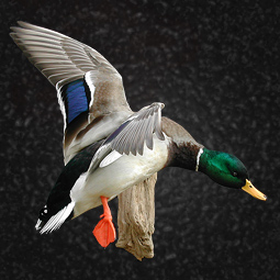 Bird taxidermy mount 17 by Blake Wilson