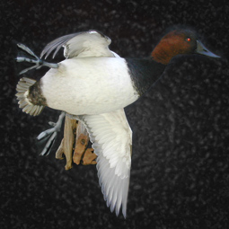 Bird taxidermy mount 18 by Blake Wilson