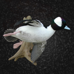 Bird taxidermy mount 19 by Blake Wilson